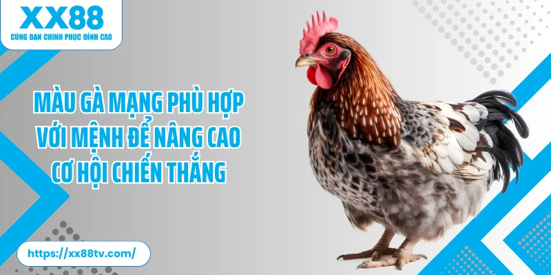 Màu gà mạng phù hợp với mệnh để nâng cao cơ hội chiến thắng